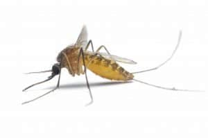 come uccidere le zanzare
