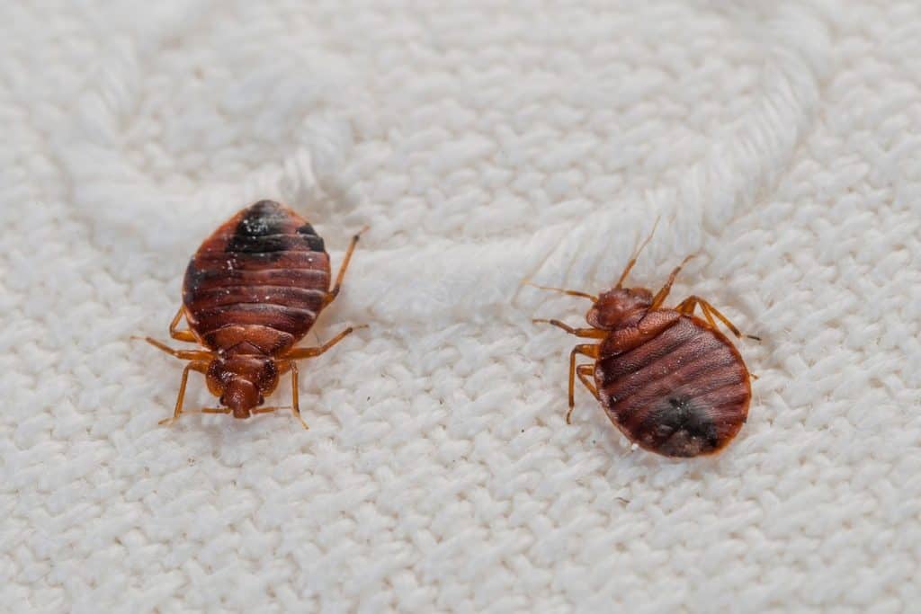 disinfestazione cimici da letto roma