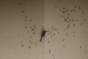 Uno scorpione nero sul muro.