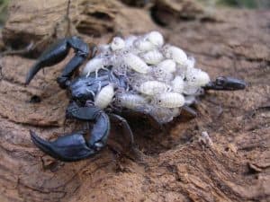 Foto di scorpioni piccoli in casa