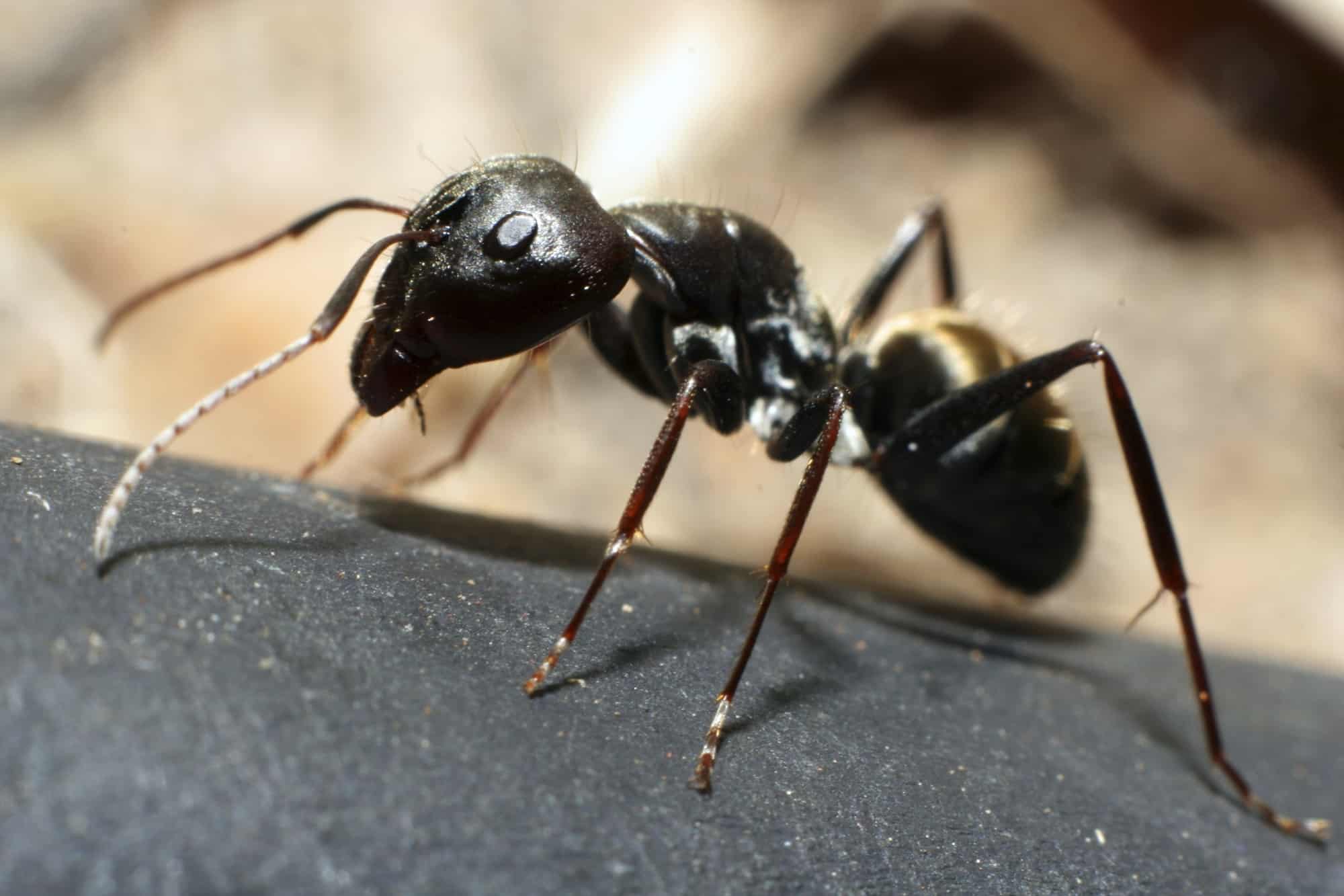 disinfestazione formiche roma