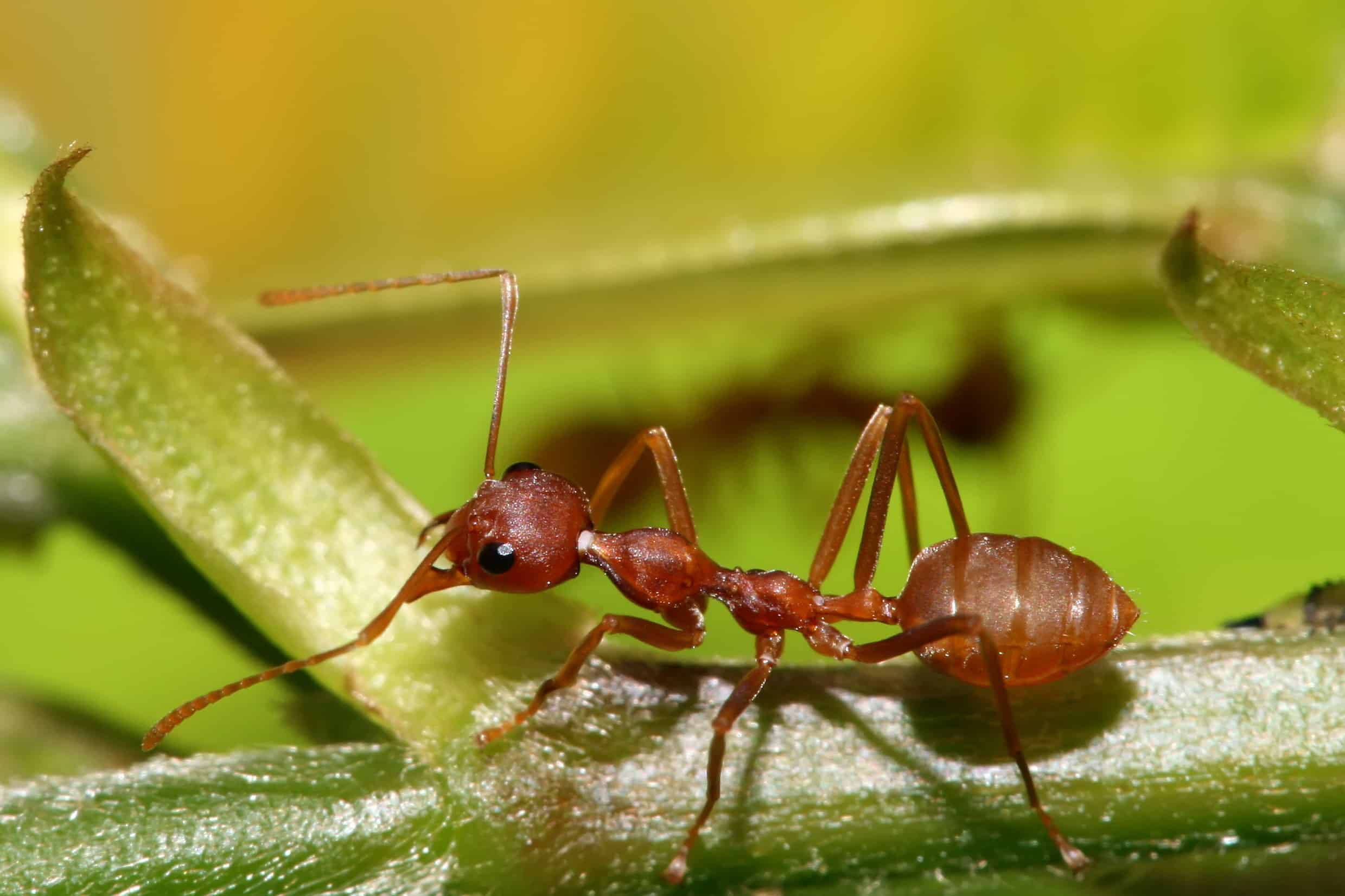 come eliminare le formiche rosse