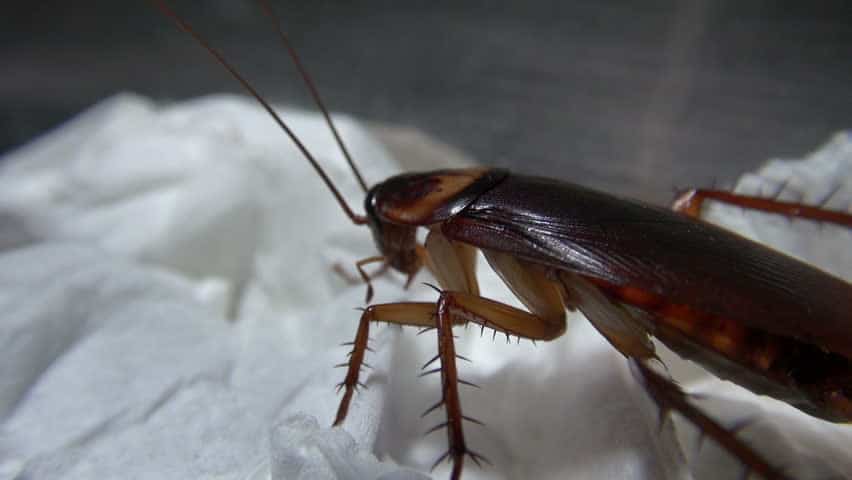 scarafaggio in cucina