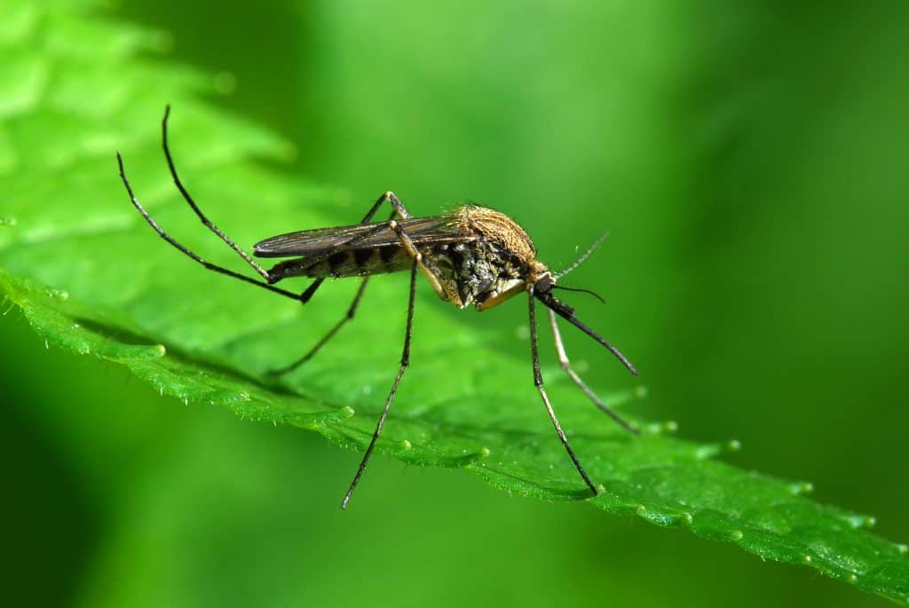 come eliminare le zanzare dal giardino