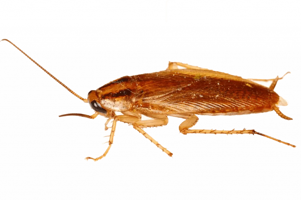 blattella germanica