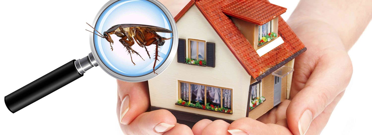 consigli utili per evitare scarafaggi in casa