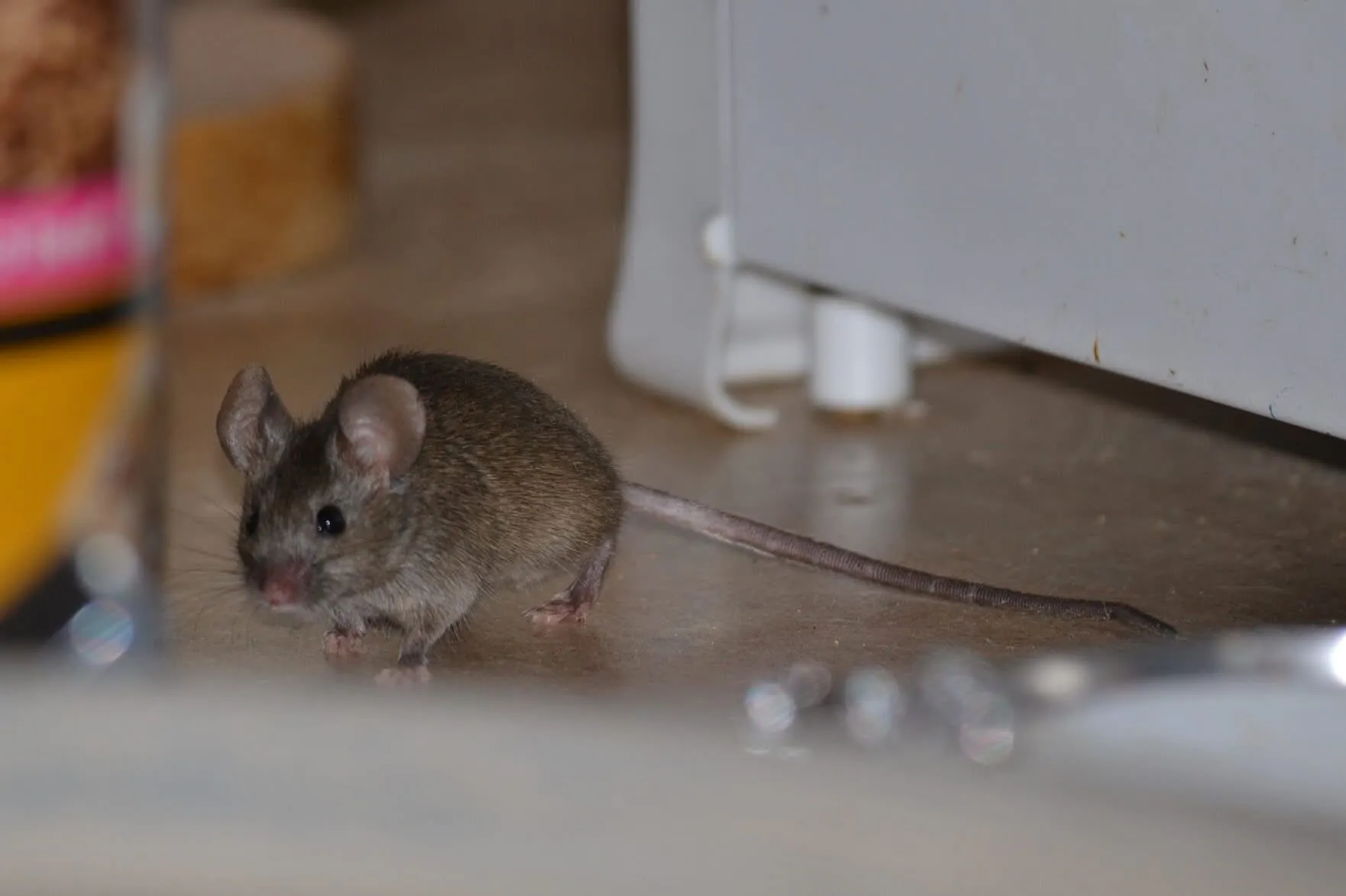 topo in casa