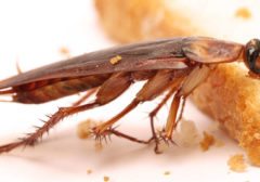 Blatte in cucina: come eliminare gli scarafaggi in cucina?